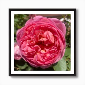 National Trust Rose Art Print