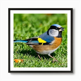 Bird Natural Wild Wildlife Tit Sparrows Sparrow Blue Red Yellow Orange Brown Wing Wings (41) Art Print