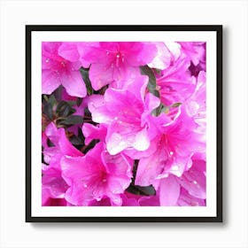 Pink Azaleas 27 Art Print