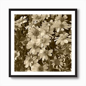 Sepia Daisy Art Print