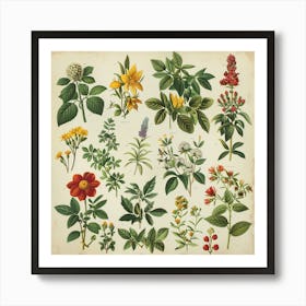 Botanical Print Art Print