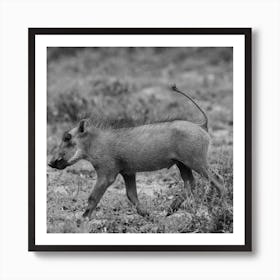 Warthog Baby Affiche