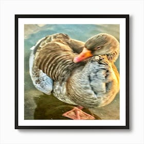 Greylag Goose In Water Poster