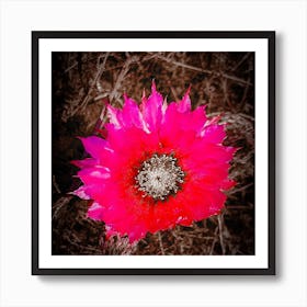 Fuchsia Flower Poster