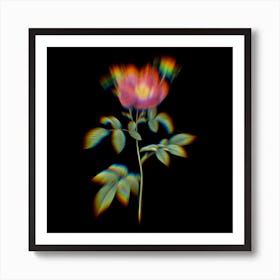 Prism Shift Stapelia Rose Bloom Botanical Illustration on Black n.0170 Art Print