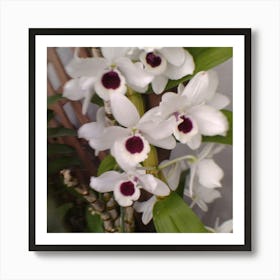 Orchids 6 Art Print