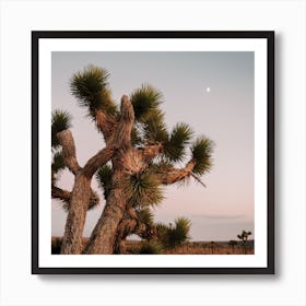 Pastel Joshua Tree Sunset Art Print