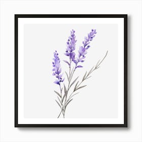 Lavender Flowers On A Black Background Art Print