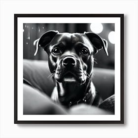 Black And White Dog Portrait 2 Art Print