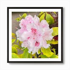 Rhododendron Art Print