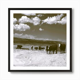 Cows Nevada Art Print