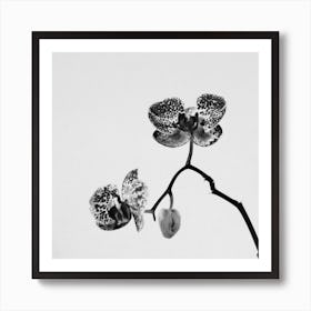 Simply A Orchid Square Art Print