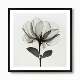 Floral Art 0010 Floral 0010 Botanical Assets 0026 Bp6586 Minimalist Soft Bright X Ray Scandinavian Minimalist P 351053 Art Print