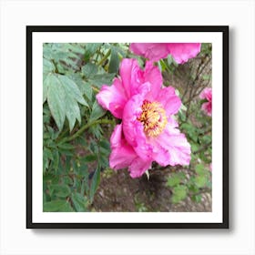 Pink Peonies 1 Art Print