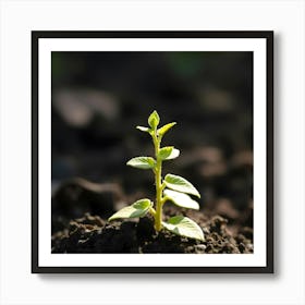 Small Plant Sprouting In The Dirt Art Print