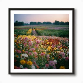 Field Of Flowers 3 Art Print