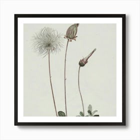 Dandelion Art Print