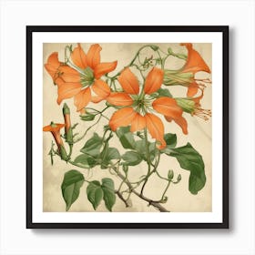 A Trumpet Vine Wildflower Vintage Art Print