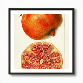 Pomegranate 6 Art Print