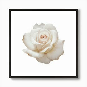 White Rose 1 Art Print