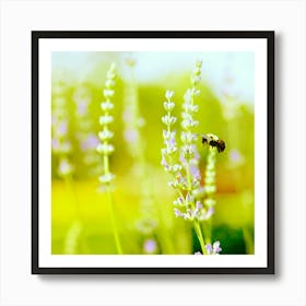 Bee On Lavender, Spring Art Print