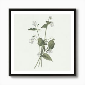 Flowering Plant Art Print