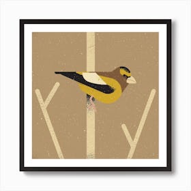 Evening Grosbeak Art Print