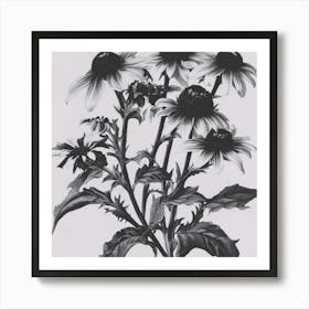 Black Eyed Susan Art Print