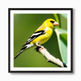 Goldfinch 5 Art Print