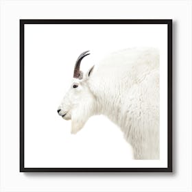 Mountain Goat Square Art Print