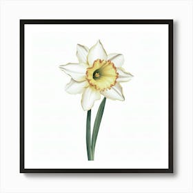 Daffodil 1 Art Print