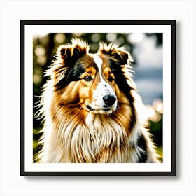 Shetland Collie Art Print