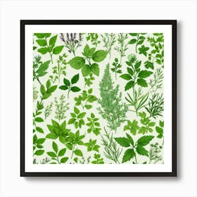 Herb Leaves On A White Background Art Print