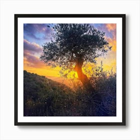 Olive Tree At Sunset Art Print