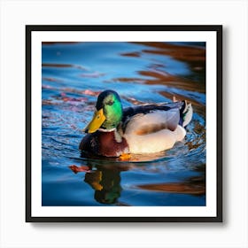 Firefly Colorful Mallard Swimming In Serene Duck Pond 74835 (1) Art Print