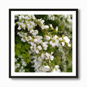 White Lilac Art Print