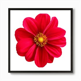 Red Dahlia Flower Art Print