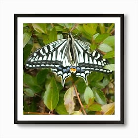 Butterfly 9 Art Print