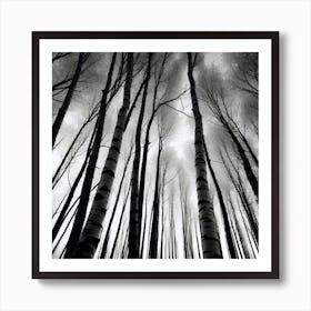 Birch Trees 31 Art Print