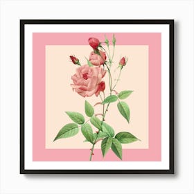 Pink Roses 1 Art Print