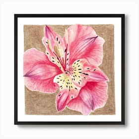 Pink Lily of the Incas Botanical Watercolor Art Print