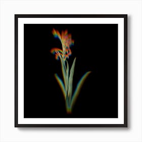 Prism Shift Antholyza Aethiopica Botanical Illustration on Black n.0111 Art Print