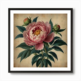 Default Peony 2 Floral Botanical Vintage Poster Flower Canvas 0 Art Print