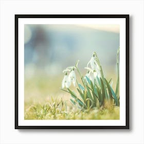 Snowdrops Art Print