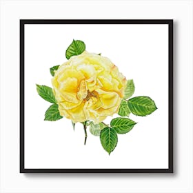 Yellow Rose   Art Print