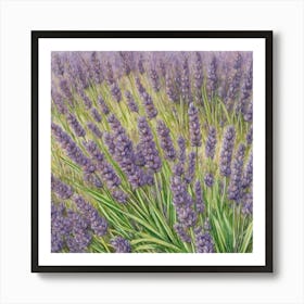 Lavender Field Art Print