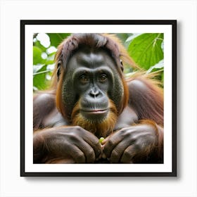 Orangutan In The Forest Art Print