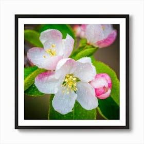 Blooming Pear Tree In Spring Close Shot Showcasing The Intricate Arrangement Of Small Blush Toned B 2 1 Art Print