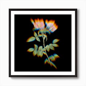 Prism Shift Lady Monson Rose Bloom Botanical Illustration on Black Art Print
