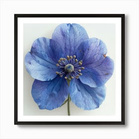 Blue Hellebore 4 Art Print